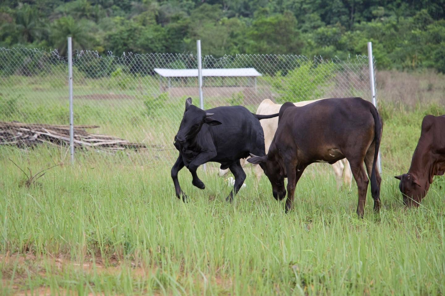 Cattle grazing in a green field at MNC Farms in Grand Bassa, Liberia