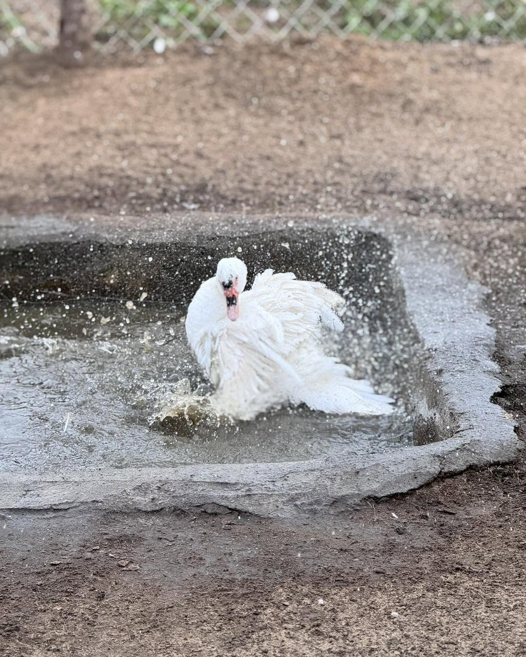 A white Muscovy duck splashing in its bathing pool at MNC Farms