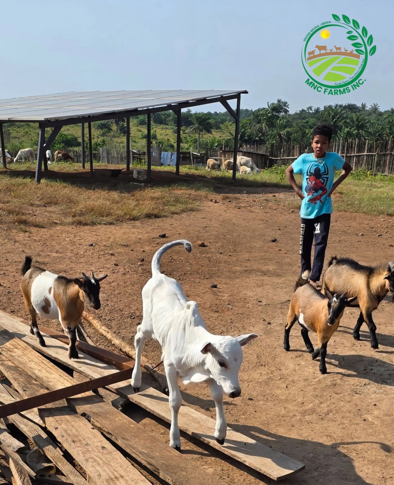 A calf and goats in the MNC Farms yard