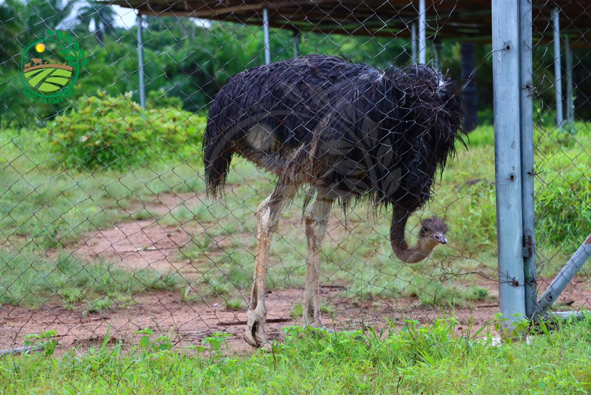 An ostrich in its enclosure at MNC Farms