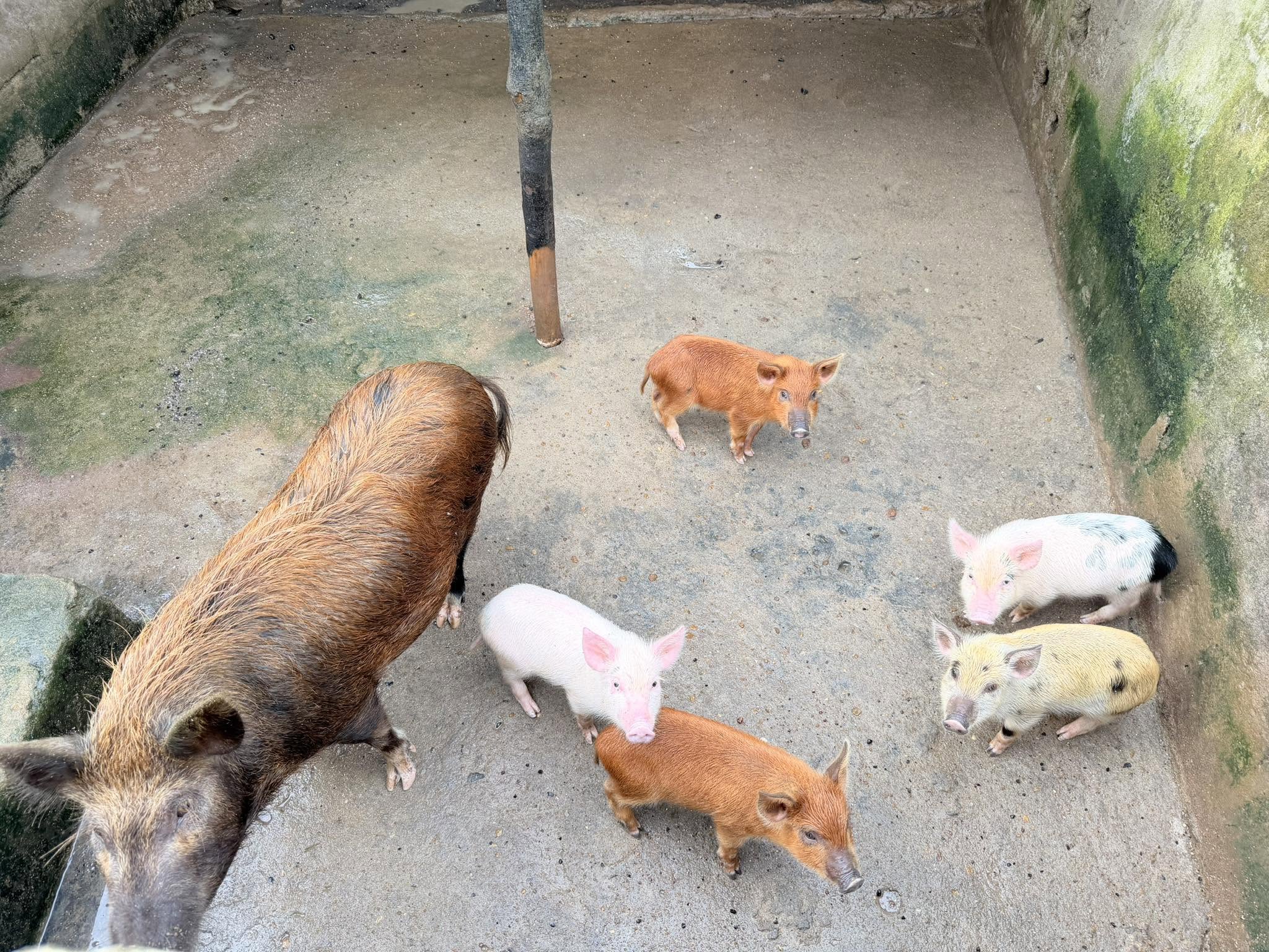 A sow and her piglets at MNC Farms