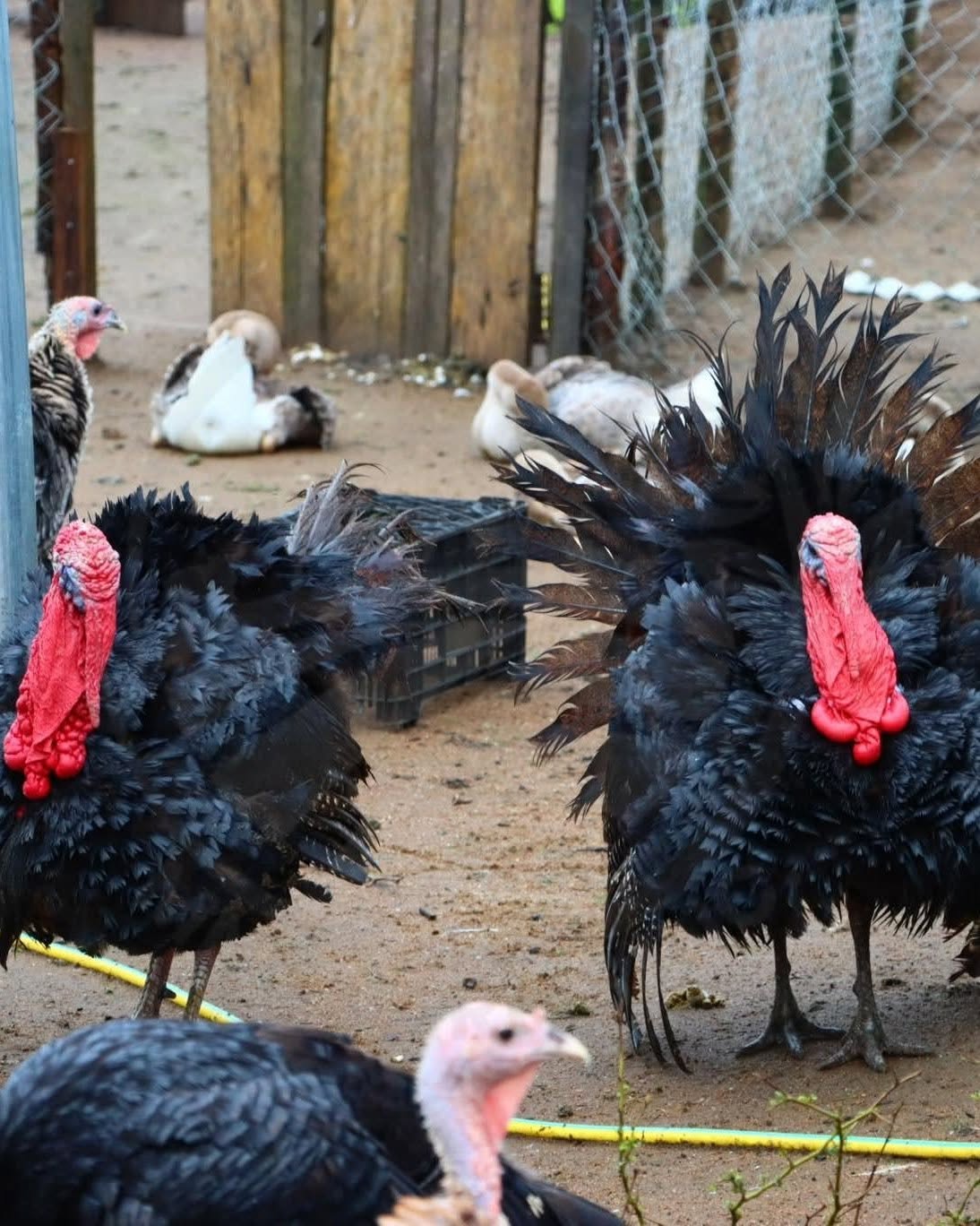 Turkeys displaying their tail feathers at MNC Farms